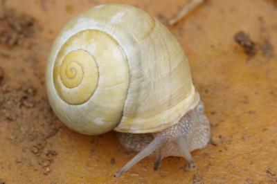 Cepaea hortensis
