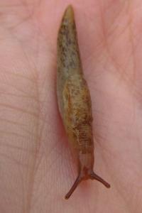 Deroceras reticulatum