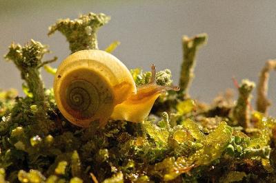 Monacha cartusiana