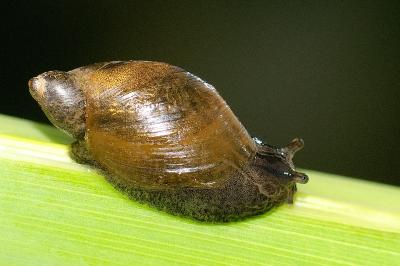 Succinea putris