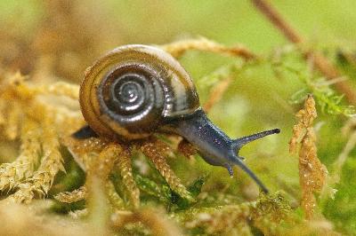 Mollusques