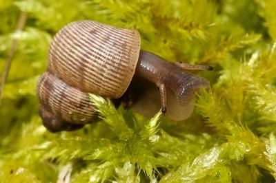 Pomatias elegans