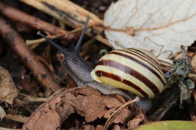Cepaea hortensis