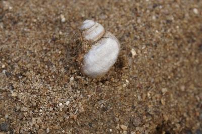 Viviparus viviparus