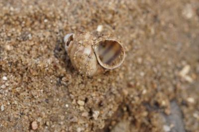 Viviparus viviparus