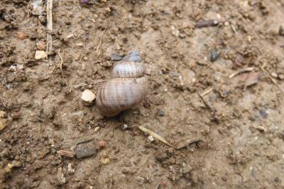 Pomatias elegans
