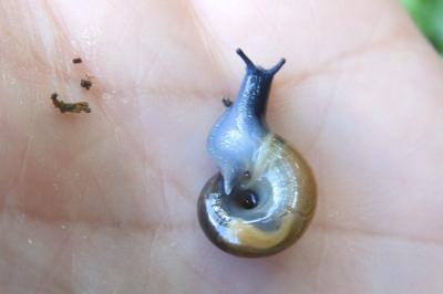 Oxychilus navarricus