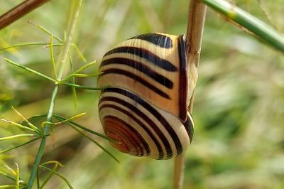 Cepaea nemoralis