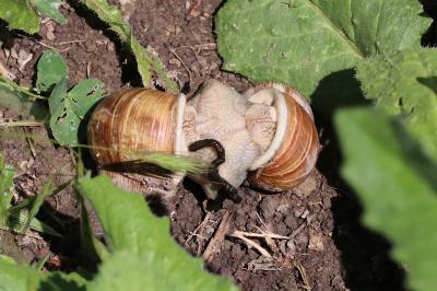 Helix pomatia