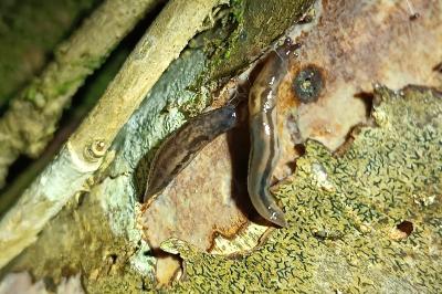 Lehmannia marginata