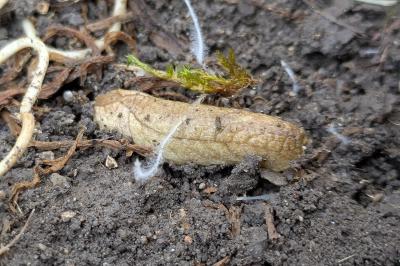<i>Testacella haliotidea</i>