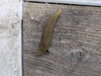 <i>Limacus flavus</i>