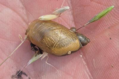 <i>Succinea putris</i>