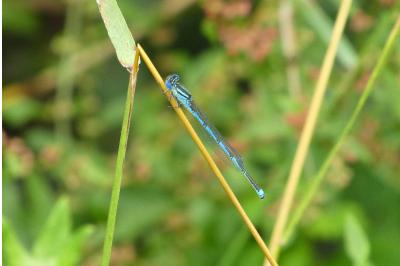 Erythromma lindenii