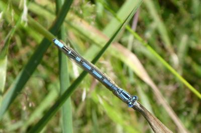 Enallagma cyathigerum