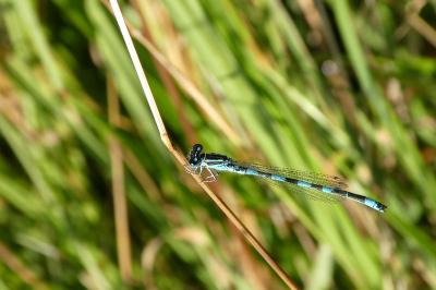 Coenagrion mercuriale