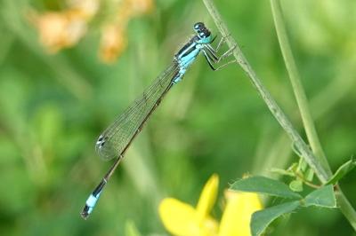 Ischnura elegans