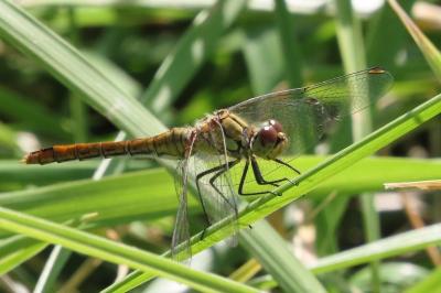 Sympetrum sanguineum