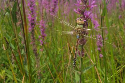 Hemianax ephippiger