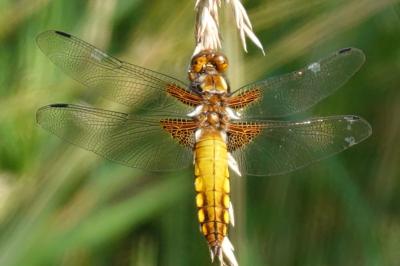 Libellula depressa