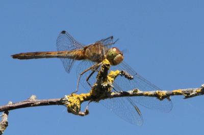 Sympetrum meridionale
