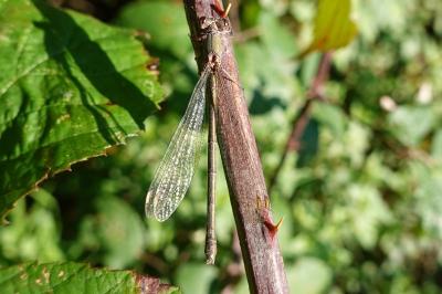 Chalcolestes viridis
