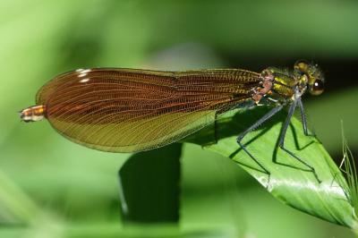 Calopteryx virgo