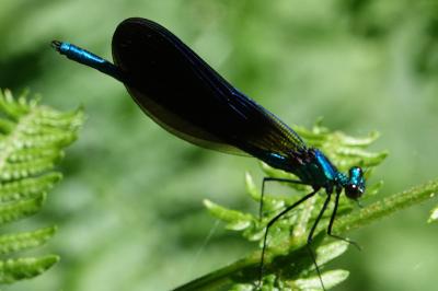 Calopteryx virgo