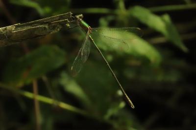 Chalcolestes viridis