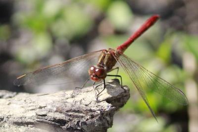 Sympetrum meridionale