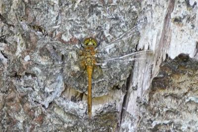 <i>Sympetrum sanguineum</i>