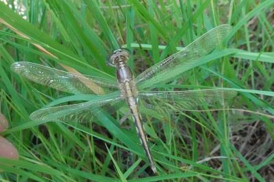 <i>Orthetrum albistylum</i>