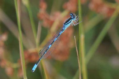 <i>Coenagrion scitulum</i>