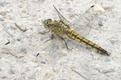 <i>Orthetrum cancellatum</i>
