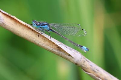 <i>Ischnura elegans</i>