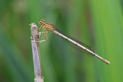 <i>Platycnemis pennipes</i>