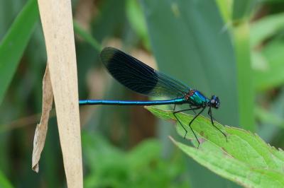 <i>Calopteryx splendens</i>
