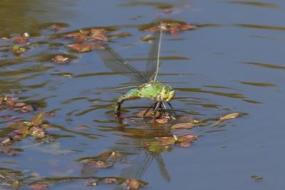 <i>Anax imperator</i>