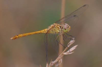 <i>Sympetrum meridionale</i>