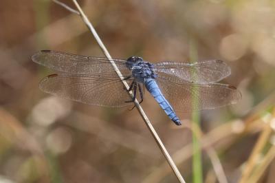 <i>Orthetrum brunneum</i>