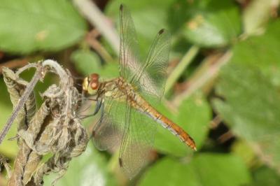 <i>Sympetrum sanguineum</i>