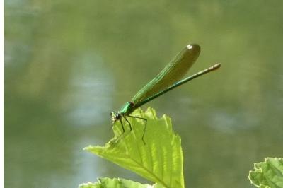 <i>Calopteryx splendens</i>