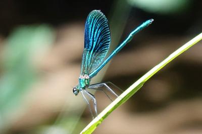 <i>Calopteryx splendens</i>