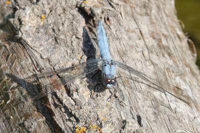 <i>Orthetrum brunneum</i>