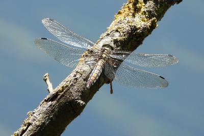 <i>Orthetrum cancellatum</i>