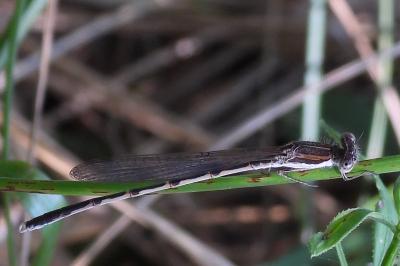 <i>Sympecma fusca</i>