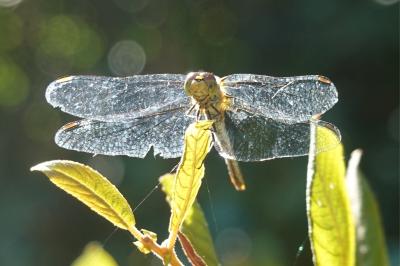 <i>Sympetrum sanguineum</i>