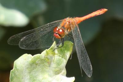 <i>Sympetrum sanguineum</i>