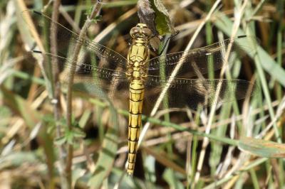<i>Orthetrum cancellatum</i>