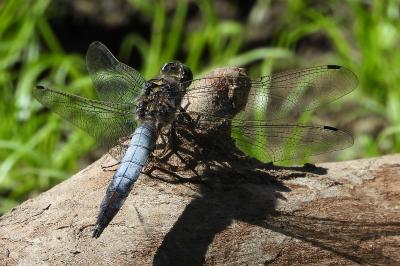 <i>Orthetrum cancellatum</i>